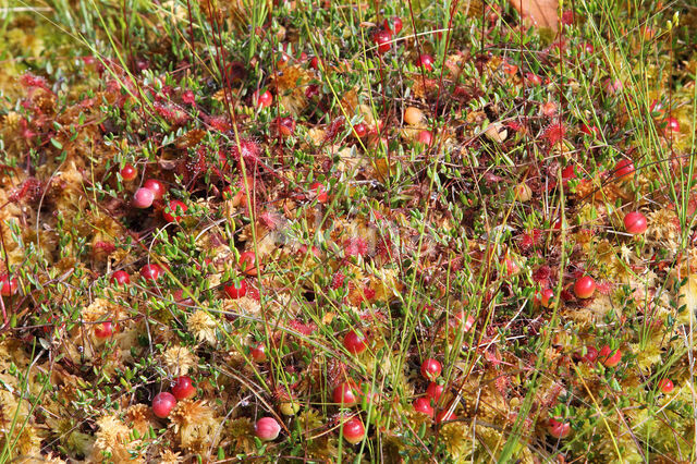 Small Cranberry (Oxycoccus palustris)