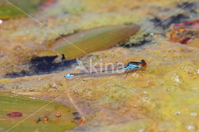 Kleine Roodoogjuffer (Erythromma viridulum)