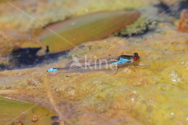 Small Red-eyed damselfly (Erythromma viridulum)