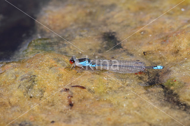 Small Red-eyed damselfly (Erythromma viridulum)