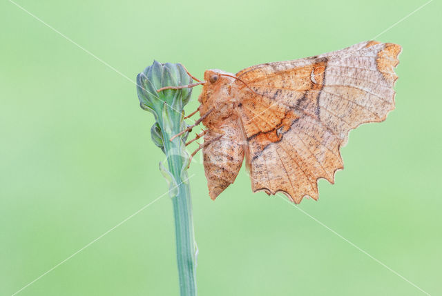 Selenia lunularia