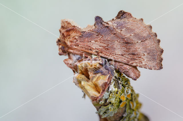 Coxcomb Prominent (Ptilodon capucina)