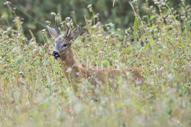 Roe Deer (Capreolus capreolus)