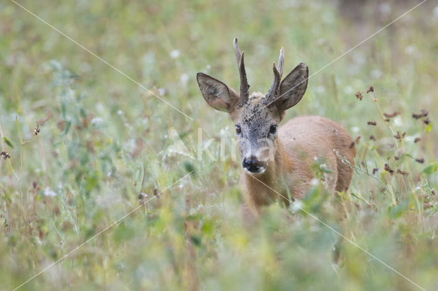 Roe Deer (Capreolus capreolus)