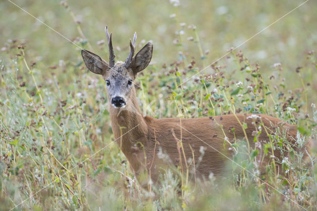 Roe Deer (Capreolus capreolus)