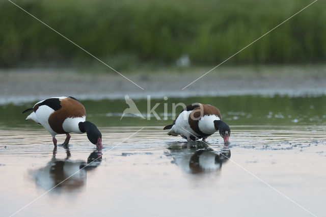 Shelduck (Tadorna tadorna)