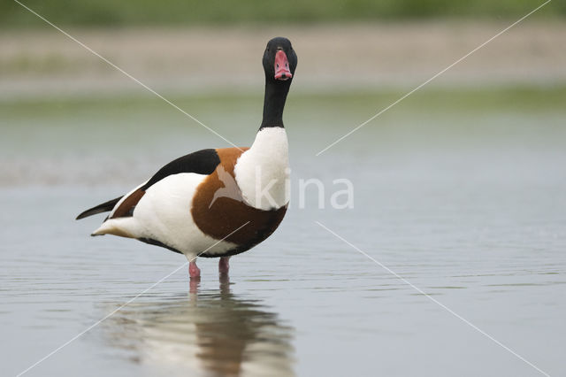 Shelduck (Tadorna tadorna)