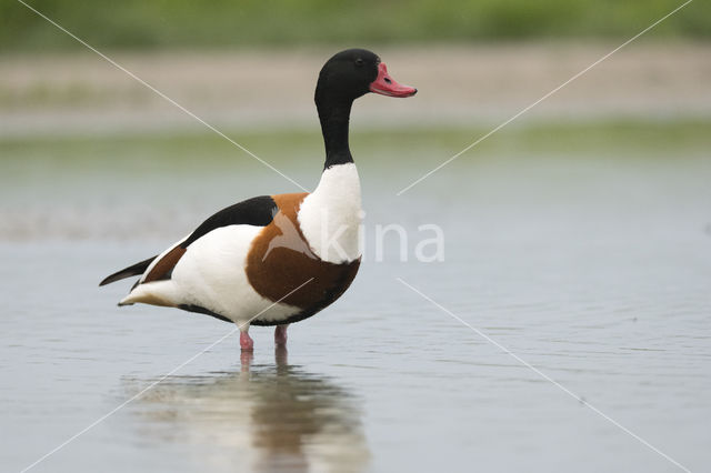 Shelduck (Tadorna tadorna)