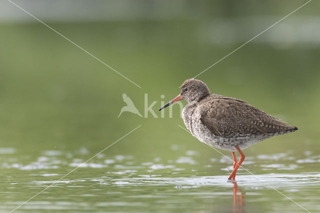 Common Redshank (Tringa totanus)