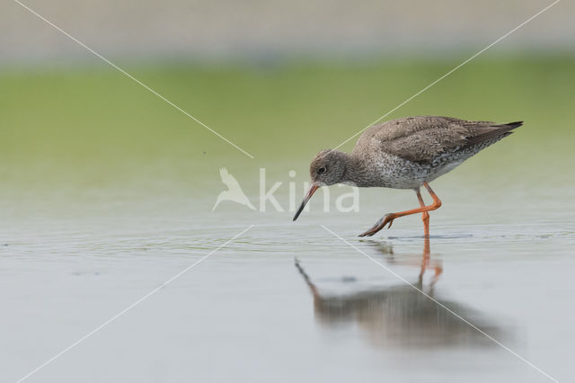 Common Redshank (Tringa totanus)