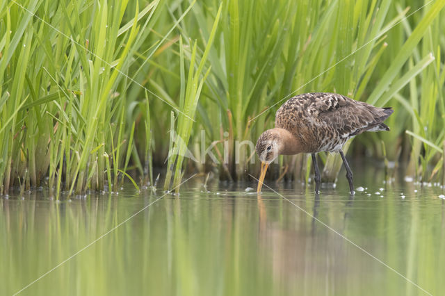 Black-tailed Godwit (Limosa limosa)