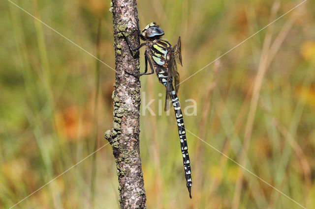 Noordse glazenmaker (Aeshna subarctica)