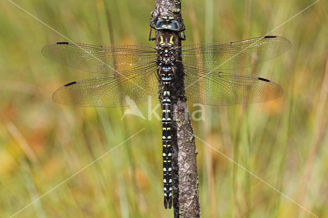 Noordse glazenmaker (Aeshna subarctica)