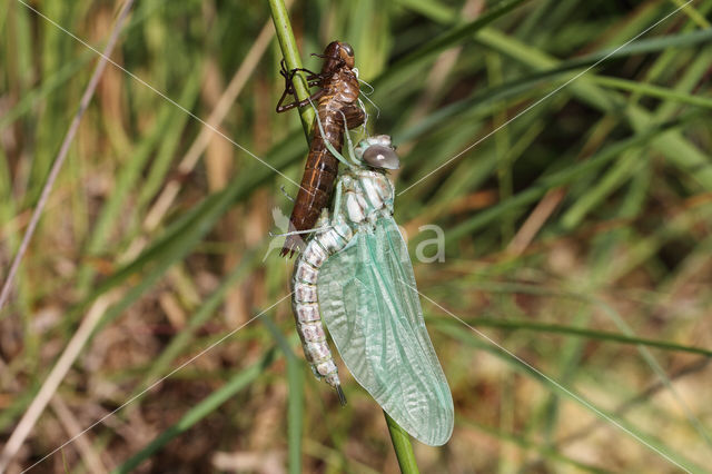 Subarctic Darner (Aeshna subarctica)