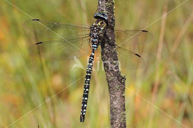 Subarctic Darner (Aeshna subarctica)