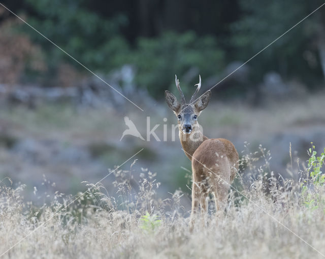 Roe Deer (Capreolus capreolus)