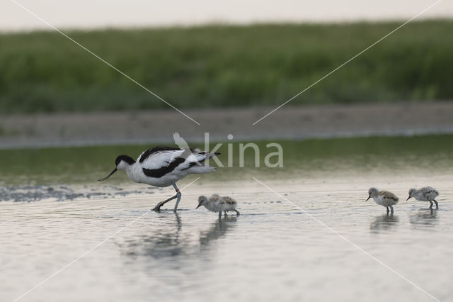 Pied Avocet (Recurvirostra avosetta)