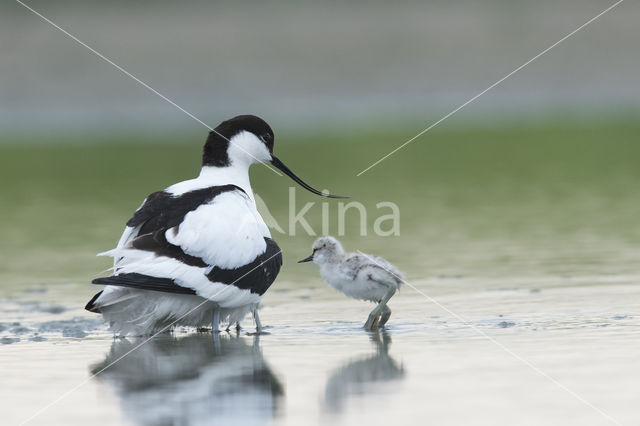 Pied Avocet (Recurvirostra avosetta)