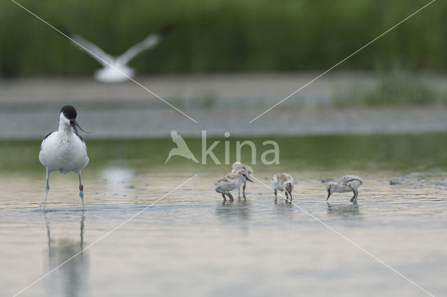 Pied Avocet (Recurvirostra avosetta)