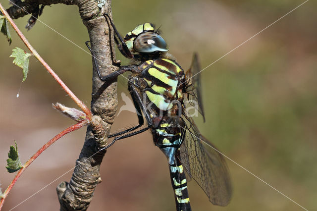 Subarctic Darner (Aeshna subarctica)