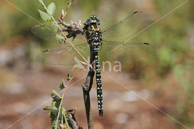 Subarctic Darner (Aeshna subarctica)