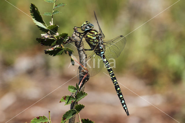 Subarctic Darner (Aeshna subarctica)