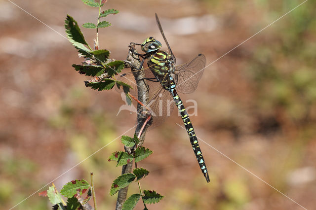Noordse glazenmaker (Aeshna subarctica)