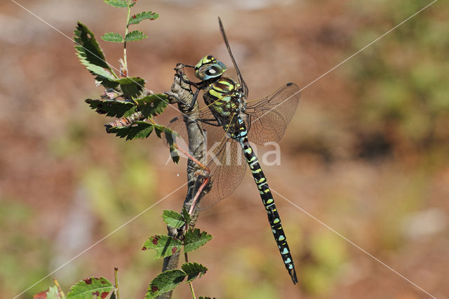 Subarctic Darner (Aeshna subarctica)