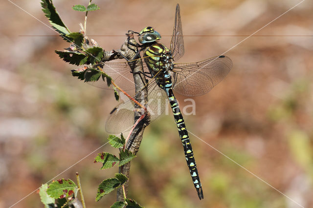 Subarctic Darner (Aeshna subarctica)