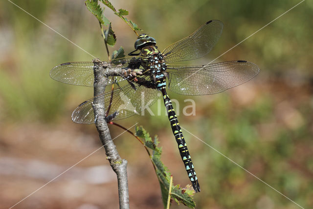 Subarctic Darner (Aeshna subarctica)