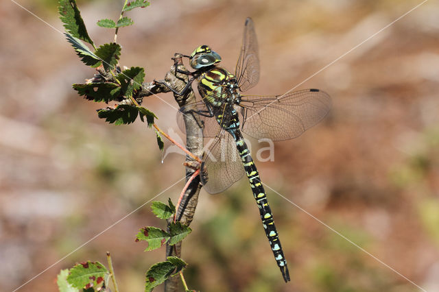 Noordse glazenmaker (Aeshna subarctica)