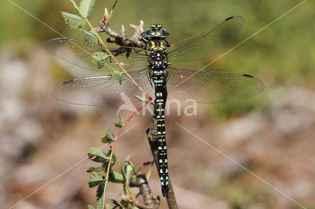 Noordse glazenmaker (Aeshna subarctica)