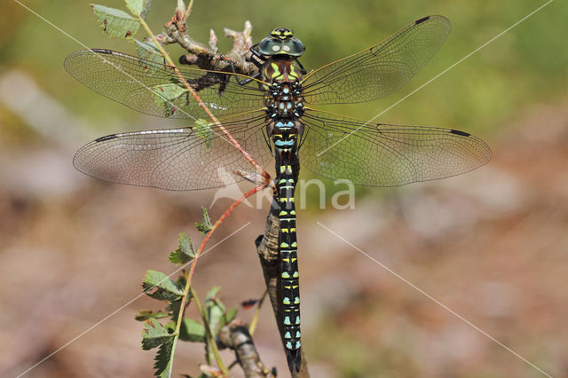 Noordse glazenmaker (Aeshna subarctica)