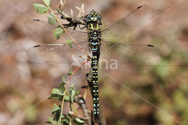 Subarctic Darner (Aeshna subarctica)
