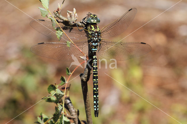 Noordse glazenmaker (Aeshna subarctica)