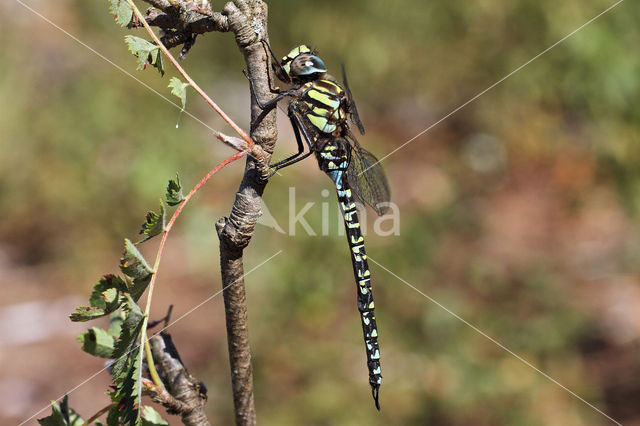 Noordse glazenmaker (Aeshna subarctica)