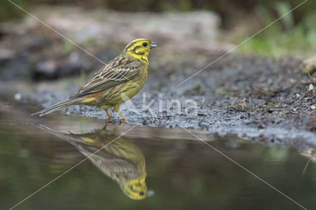 Yellowhammer (Emberiza citrinella)