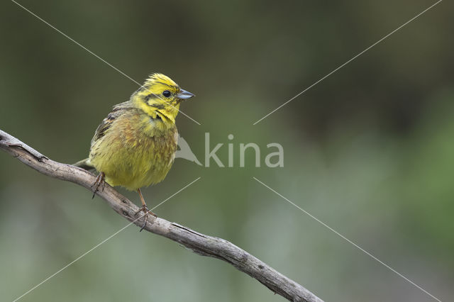 Yellowhammer (Emberiza citrinella)