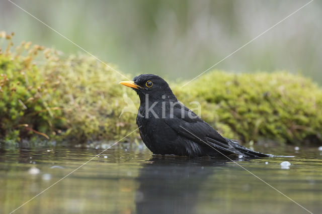 Merel (Turdus merula)