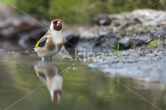 European Goldfinch (Carduelis carduelis)