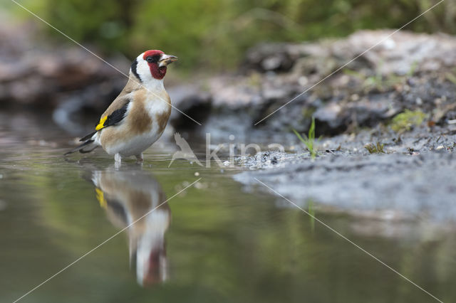 European Goldfinch (Carduelis carduelis)