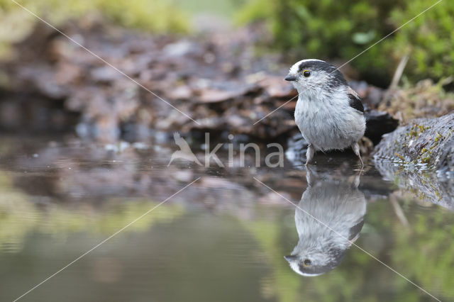 Staartmees (Aegithalos caudatus)