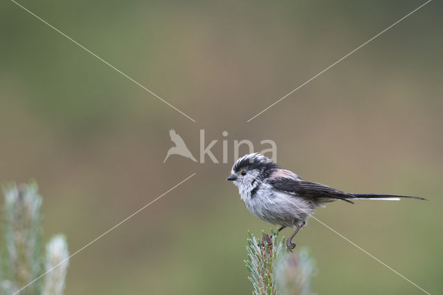 Long-tailed Tit (Aegithalos caudatus)