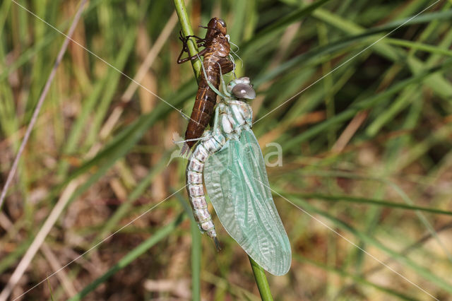 Noordse glazenmaker (Aeshna subarctica)