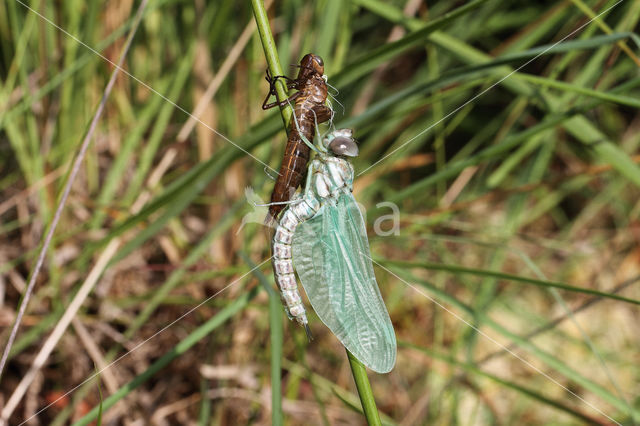 Noordse glazenmaker (Aeshna subarctica)