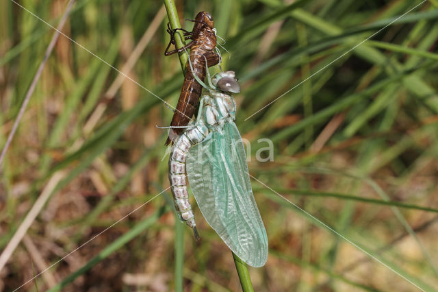 Noordse glazenmaker (Aeshna subarctica)