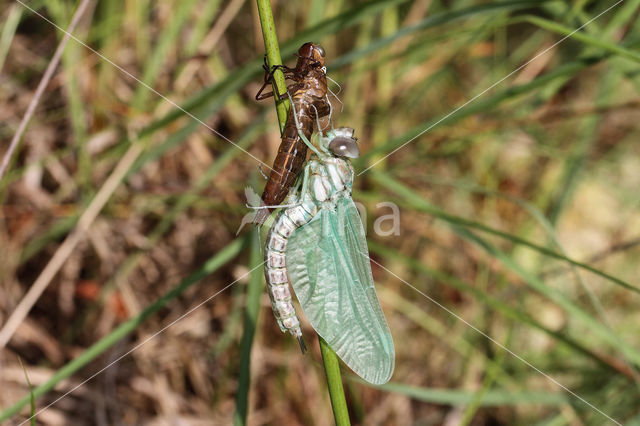 Noordse glazenmaker (Aeshna subarctica)