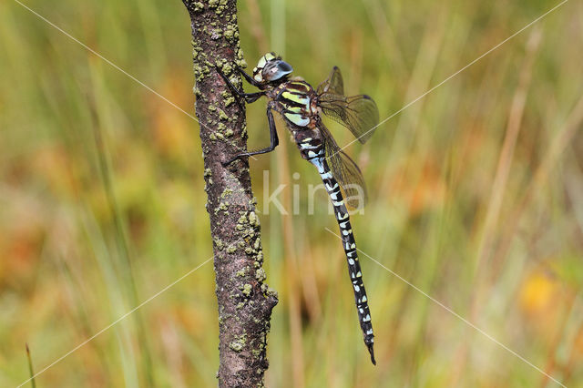 Noordse glazenmaker (Aeshna subarctica)