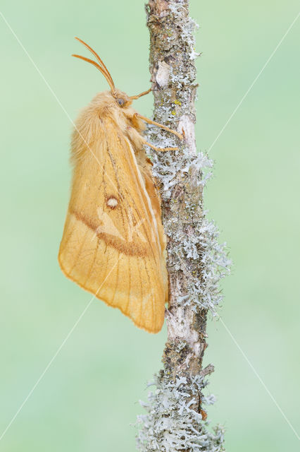 Northern Eggar (Lasiocampa quercus)