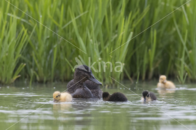 Wilde Eend (Anas platyrhynchos)